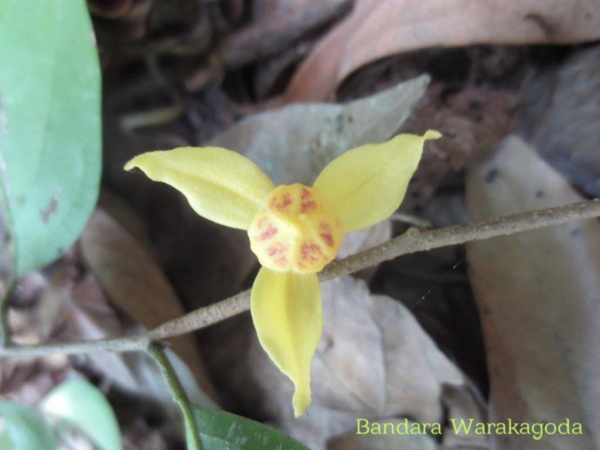 Mitrephora heyneana (Hook.f. & Thomson) Thwaites